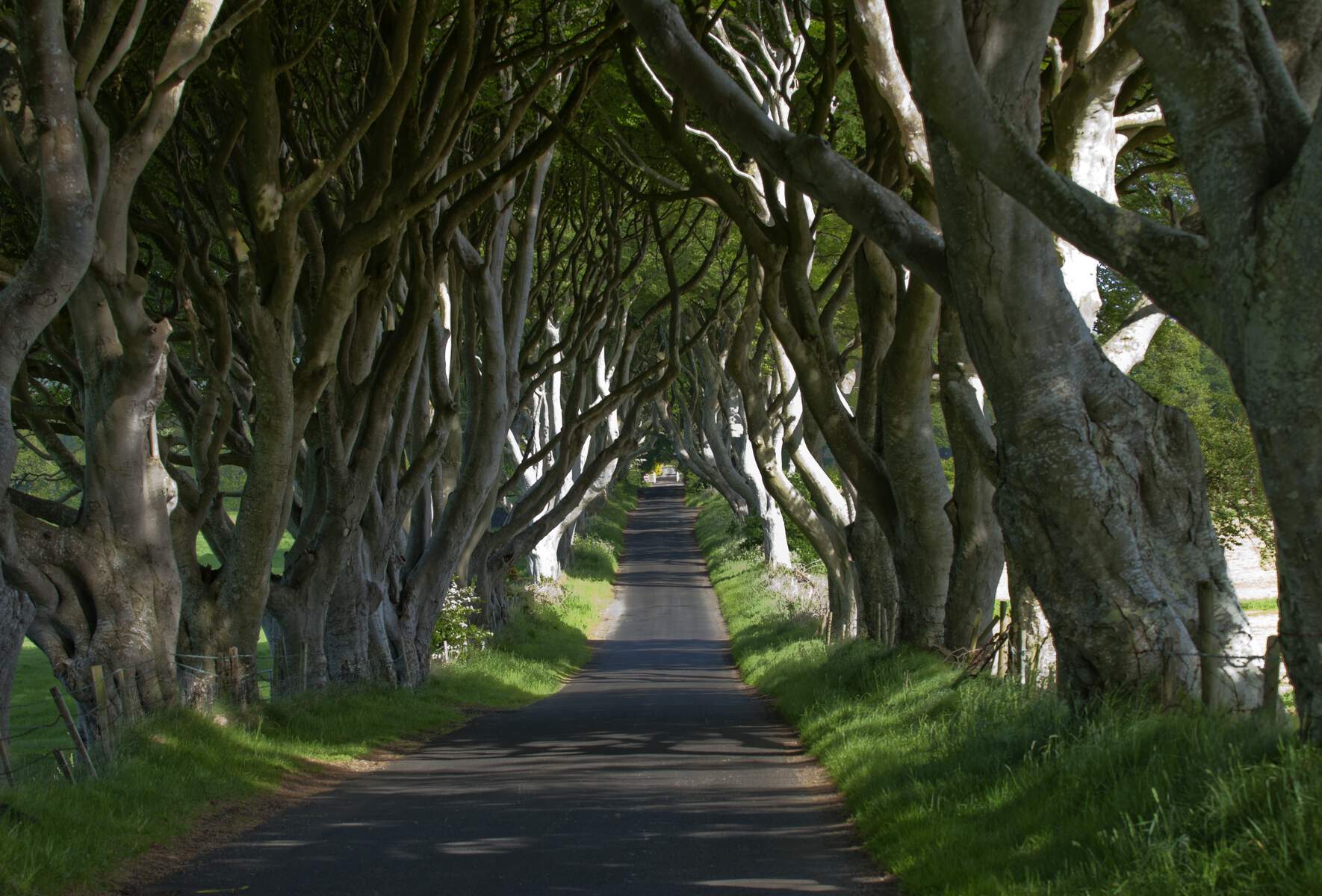 The dark hedges web size xpx irelandsbluebook